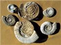 Veranstaltungsbild Fossilien-Abenteuer am Gehrdener Berg