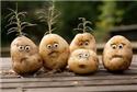Veranstaltungsbild Pomme de terre - alles rund um die Kartoffel