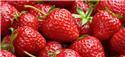 Veranstaltungsbild Beeren Tag im Jupa
